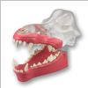 Canis Exemplar Dentoform Articulated Clear Canine Model with natural root teeth and gingival facings