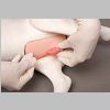 Paws 2 Claws™ Male Urinary Catheter Training Manikin