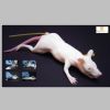 RescueCritters Mimolette Lab Rat