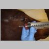SurgiReal Equine Vascular Access Simulator
