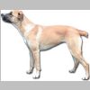 Virtual Canine Anatomy