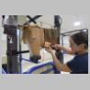 Williamson et al equine phlebotomy and intramuscular injection simulator