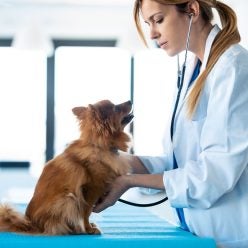 Humane Education in Veterinary Medicine